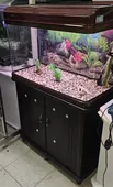 אקווריום מיניאנג 80סמ מתצוגה
