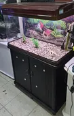 אקווריום מיניאנג 80סמ מתצוגה