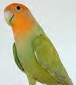 ציפורי אהבה