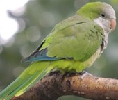 תוכי קוואקר